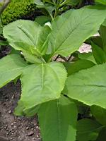 Topinambour patate - Helianthus tuberosus (fam Asteracees) (01) (Photo F. Mrugala)
